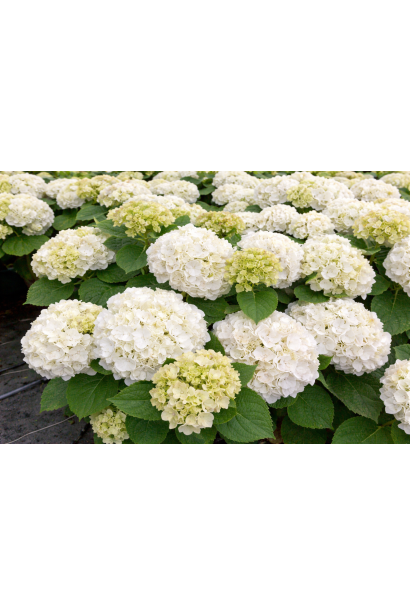 Гортензія Вуду